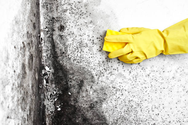 Mold Removal Process in Virginia, IL