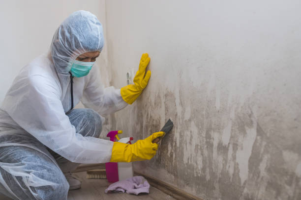 Best Mold Damage Repair  in Virginia, IL