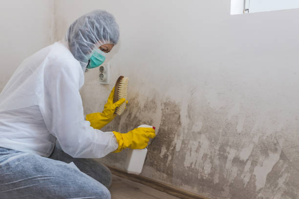 Best Home Mold Removal  in Virginia, IL