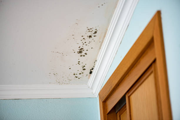 Best Best Mold Removal Companies  in Virginia, IL