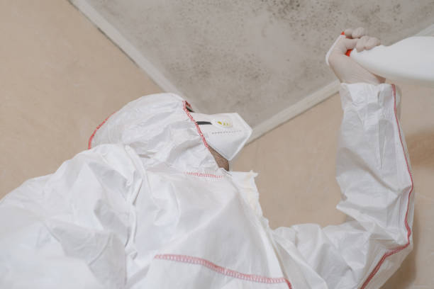 Home Mold Removal in Virginia, IL