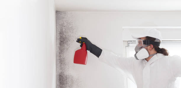 Best Mold Testing  in Virginia, IL