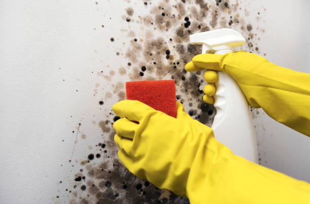 Best Residential Mold Removal  in Virginia, IL