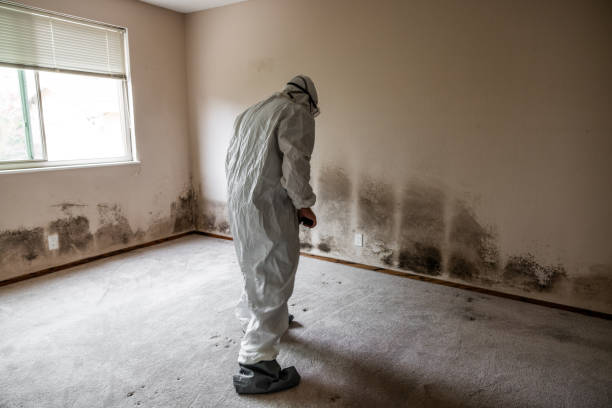 Best Home Mold Removal  in Virginia, IL