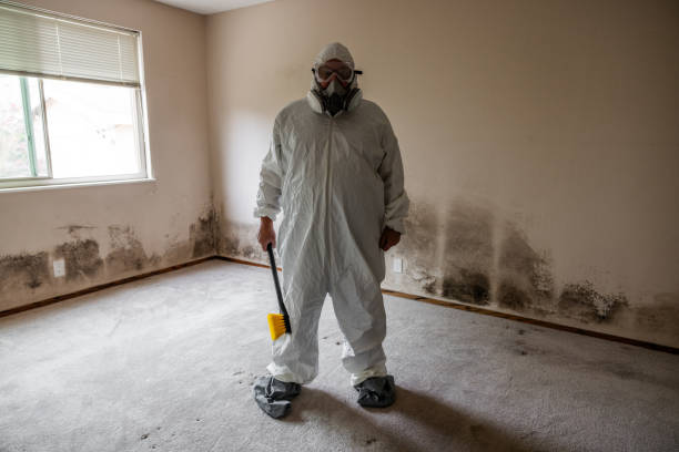 Best Mold Testing  in Virginia, IL