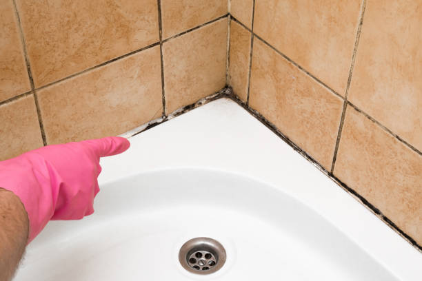 Best Black Mold Removal  in Virginia, IL