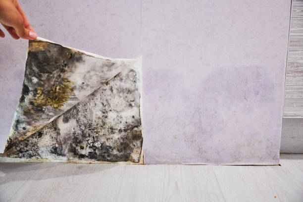Best Professional Mold Removal  in Virginia, IL